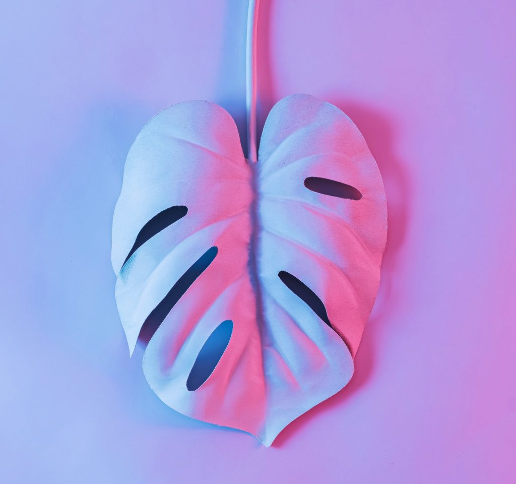 creative-leaf-of-monstera-plant-is-white-in-neon-color-.jpg